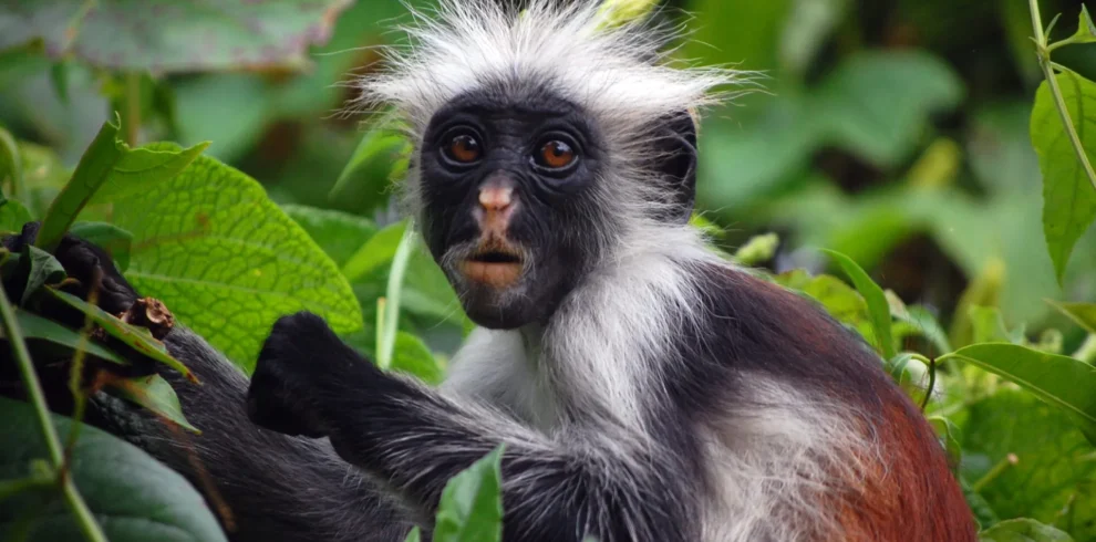 Jozani forest walking tour