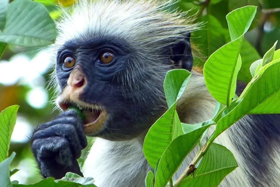 Mnemba Isalnd and Paje Beach