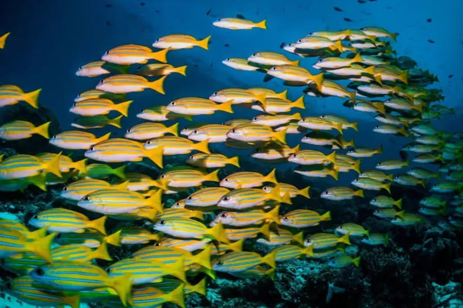 Spice Tour and Blue Lagoon