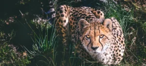 Best Short Safaris in Tanzania