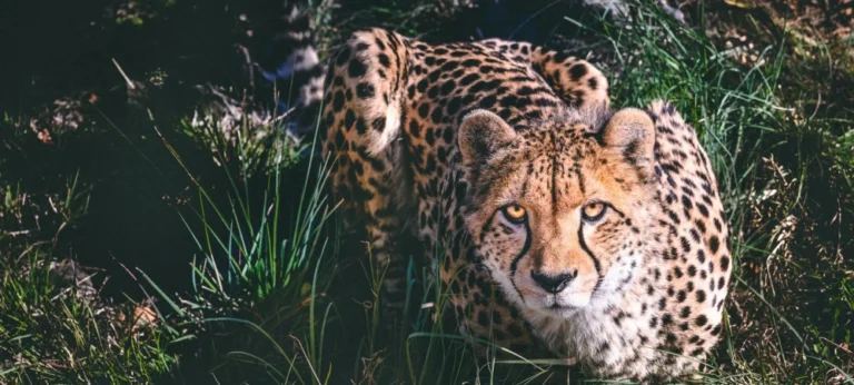 Best Short Safaris in Tanzania