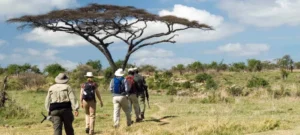 Best Tanzania Safari for Seniors