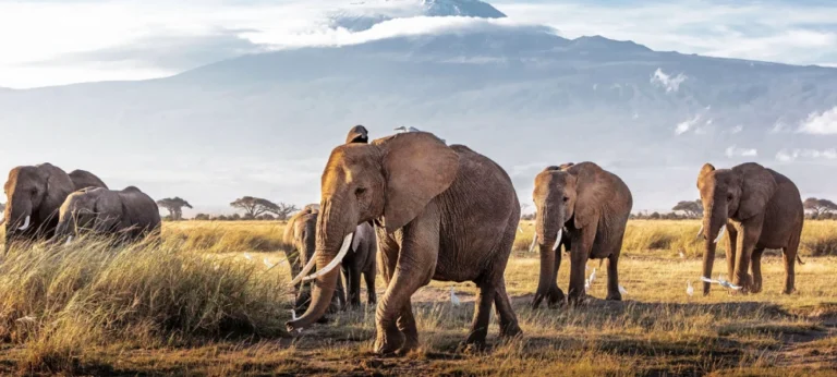 Best Time to Visit Tanzania for Safari