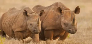 Big Five Safari in Tanzania: Where to See Them