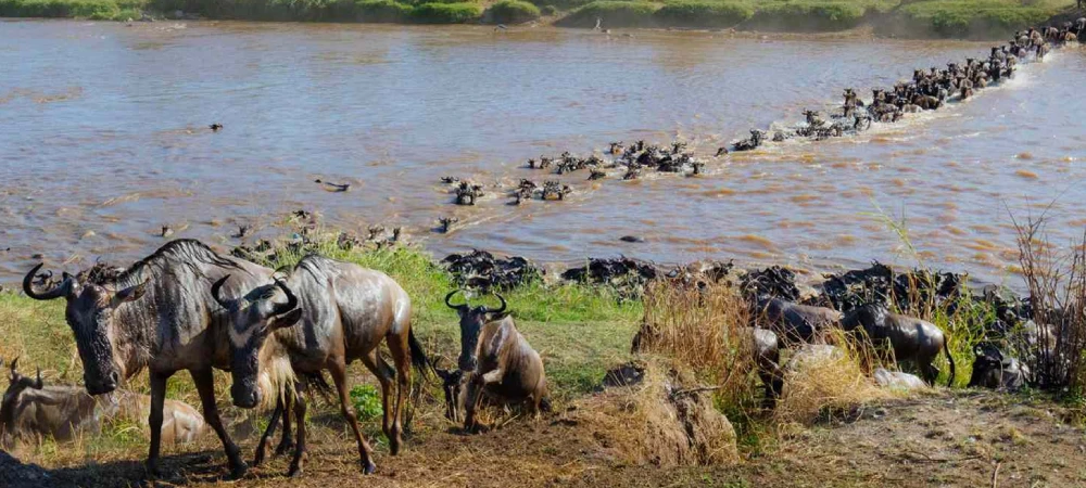 Great Migration Safari in Tanzania_ Best Time & Places
