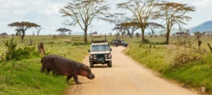 How Safe Is a Safari in Tanzania