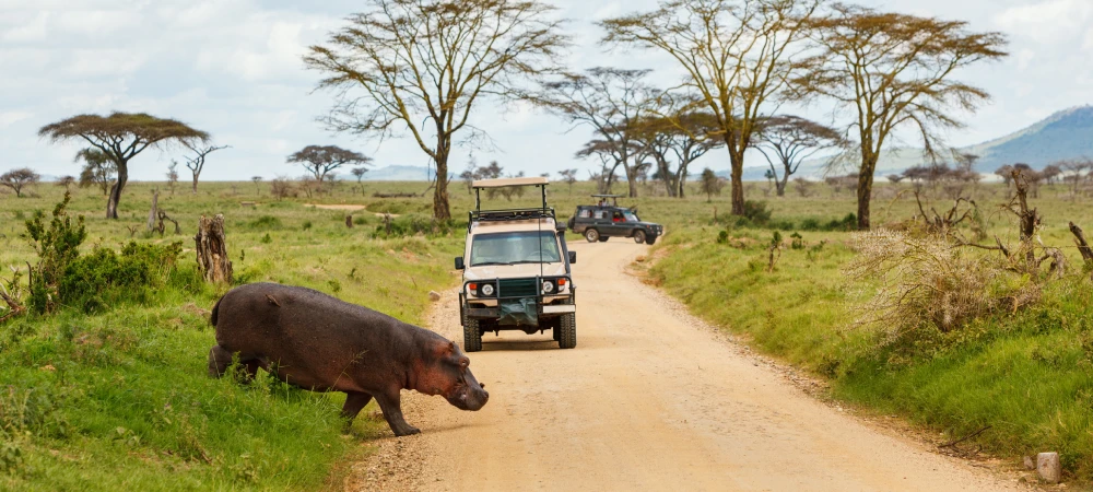 How Safe Is a Safari in Tanzania