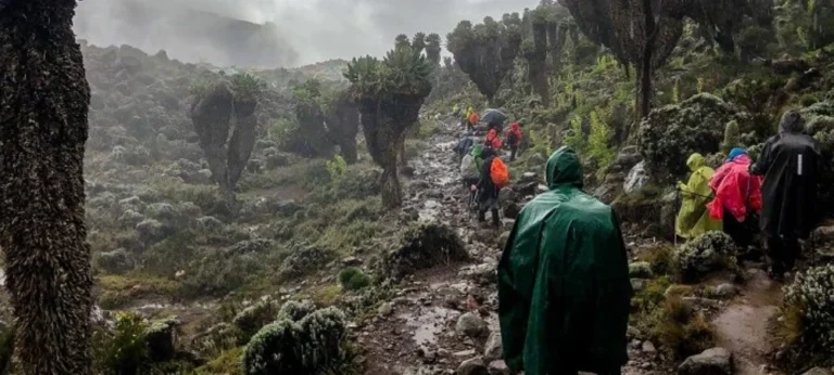 Kilimanjaro Climb in the Rainy Season