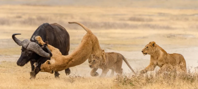 Ngorongoro-Crater-Safari.