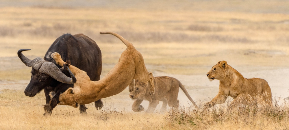 Ngorongoro-Crater-Safari.