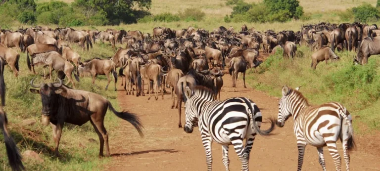 Safari in Tanzania vs Kenya-Which Is Better