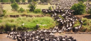 Serengeti Migration Calendar Explained