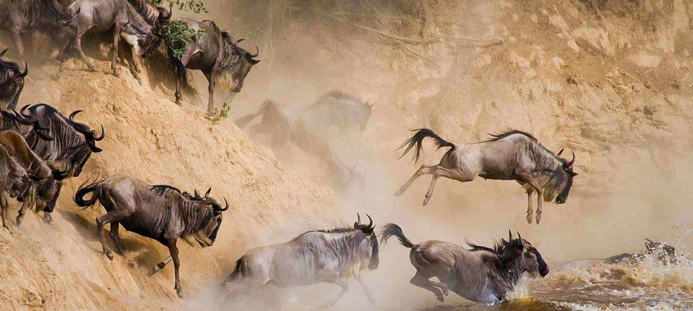 Serengeti Safari Guide_ What to Expect