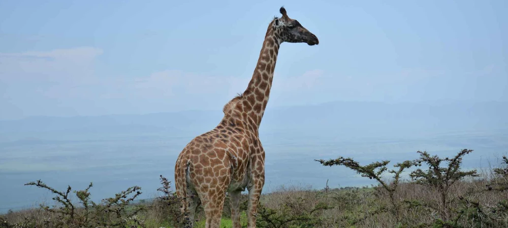 Tanzania Luxury Safari vs Budget Safari_ Which Is Right for You