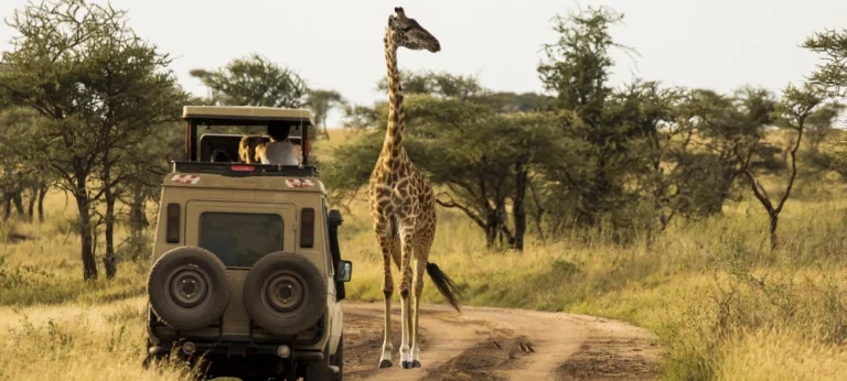 Tanzania Safari Conservation Efforts Explained