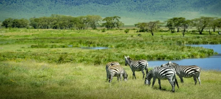 Tanzania Safari During the Green Season