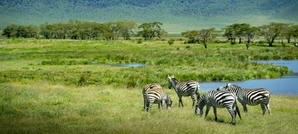Tanzania Safari During the Green Season