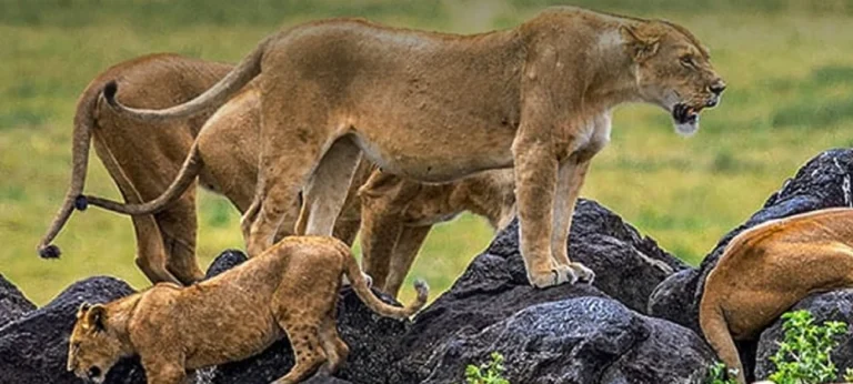 Tanzania Safari FAQs Answered