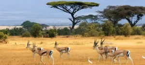 Tanzania Safari Guide_ What Animals Will You See
