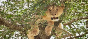 Tanzania Safari Itineraries