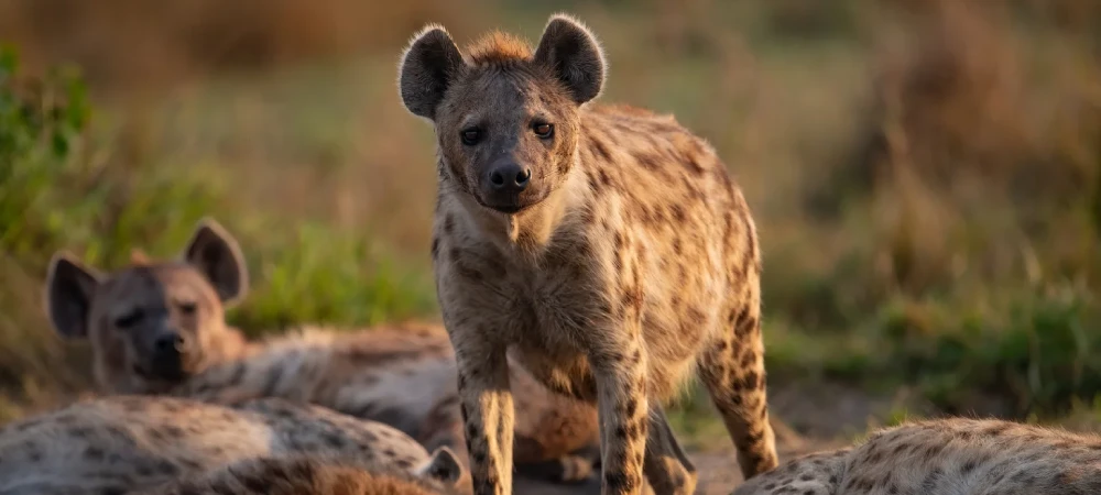 Tanzania Safari Myths vs Reality