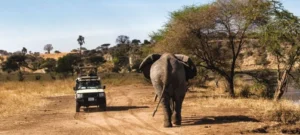 Tanzania Safari Routes Explained