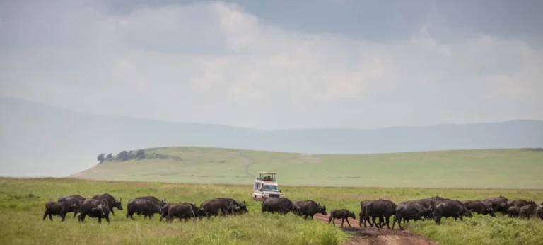 Tanzania Safari Tips for First-Time Travelers