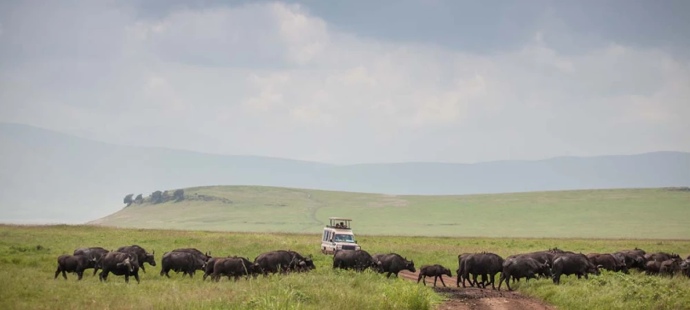 Tanzania Safari Tips for First-Time Travelers