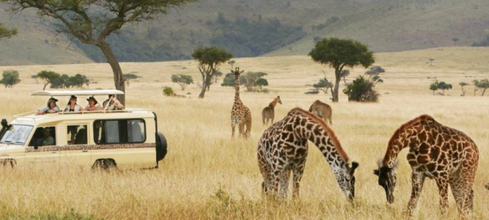 Tanzania Safari Tips for First-Time Travelers