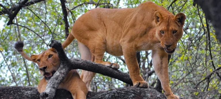 Tanzania Safari Travel Costs Explained