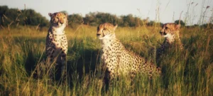 Tanzania Safari Travel Guide for First Time Visitors