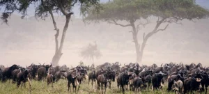 Tanzania Safari Weather Guide