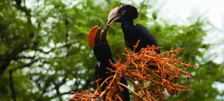 Tanzania Safari for Bird Lovers