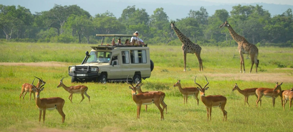 Tanzania Safari from Dar es Salaam
