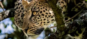 Tanzania Safari from Zanzibar