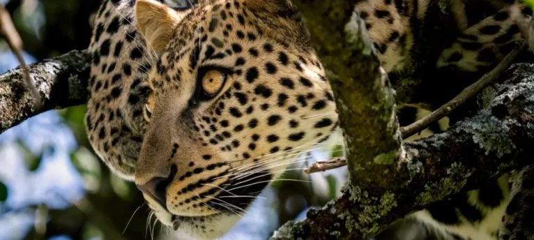 Tanzania Safari from Zanzibar