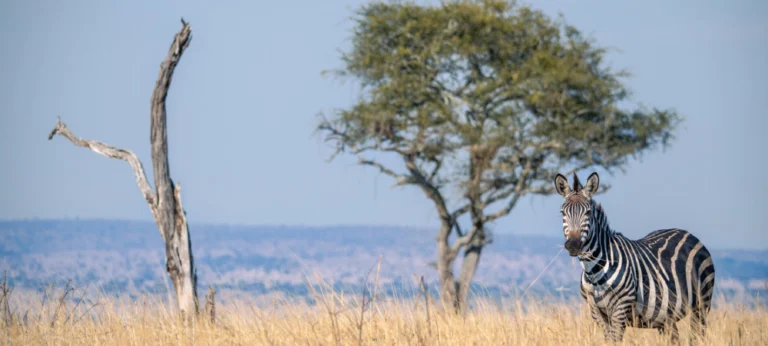 Top 10 National Parks in Tanzania You Must Visit