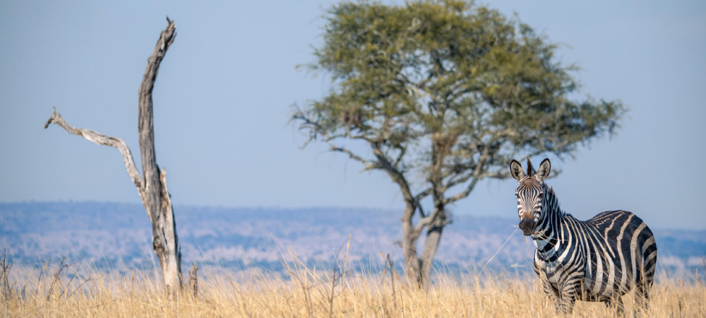 Top 10 National Parks in Tanzania You Must Visit