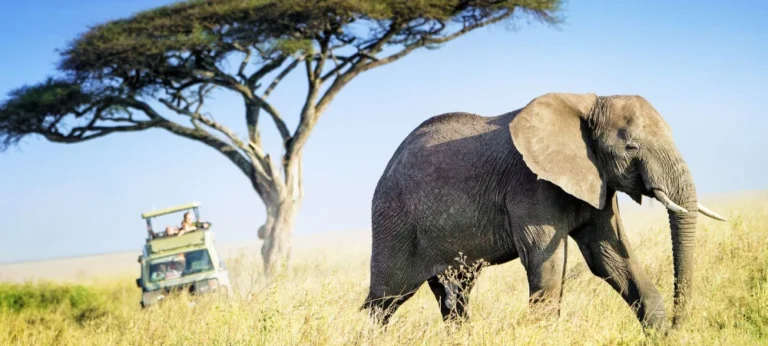What Makes Tanzania the Best Safari Destination in Africa