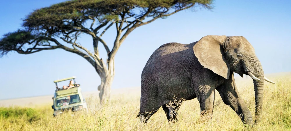 What Makes Tanzania the Best Safari Destination in Africa