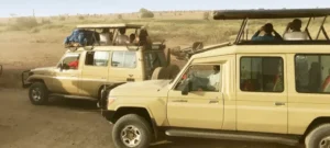 Why Book Your Tanzania Safari with a Local Operator