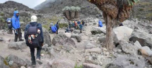 kilimanjaro success rate by route