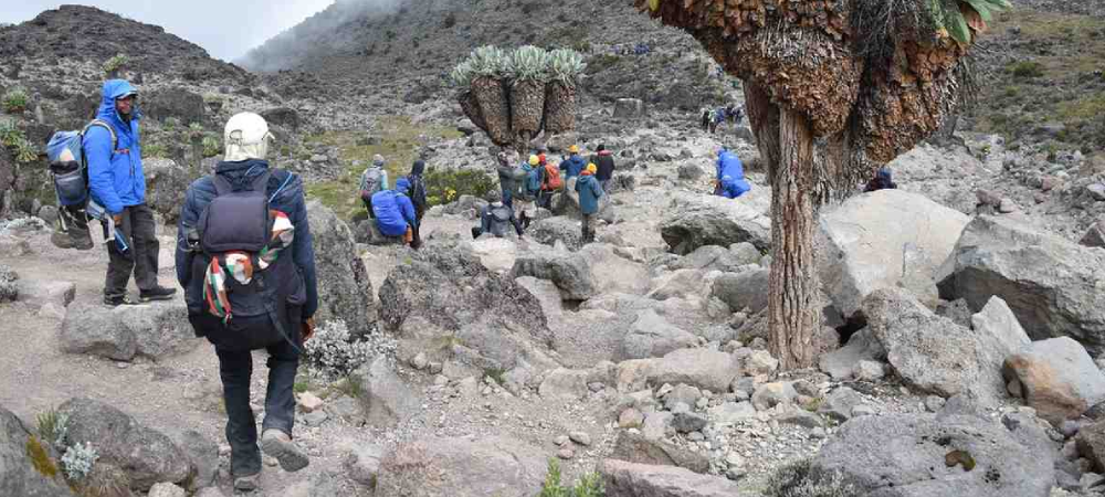 kilimanjaro success rate by route