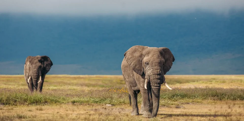 6-day Experience the Pure Wilderness of Tanzania