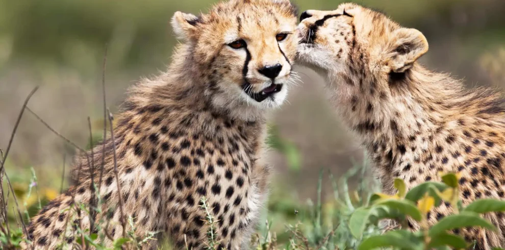 7-day Bespoke Luxury Safari Experience in Tanzania’s Wilderness