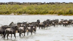 Best Time to See the Great Wildebeest Migration in the Serengeti National Park