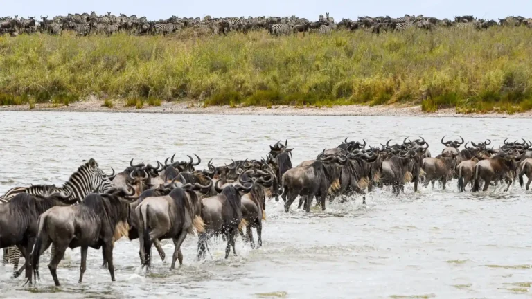 Best Time to See the Great Wildebeest Migration in the Serengeti National Park