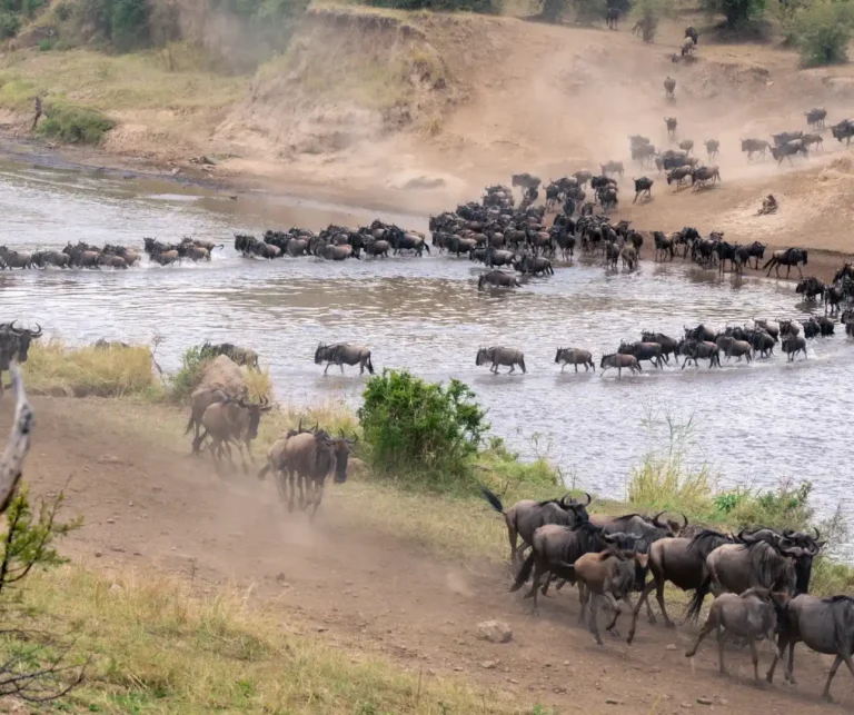 Serengeti Great Migration River Crossing Tours
