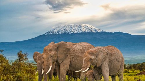 Climbing Kilimanjaro