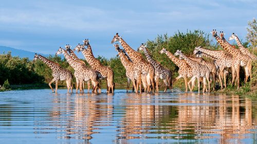 Southern Tanzania Safaris